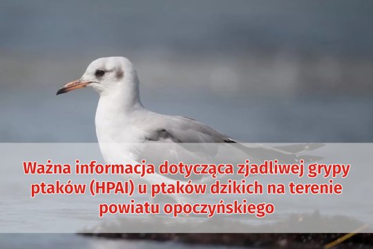 Ptasia grypa (HPAI)