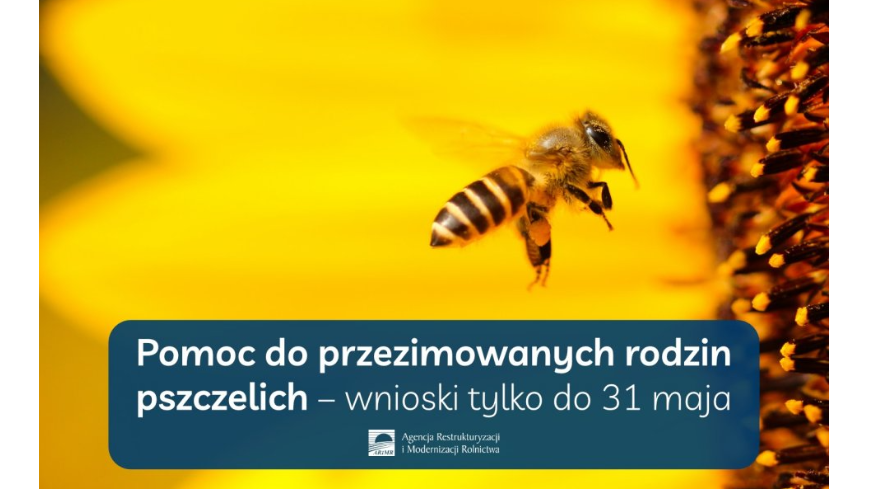 Pomoc do przezimowanych rodzin pszczelich